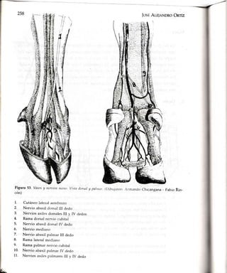 JosÉAle¡nNDRoOnrÍz
(l-ribr-rj;rron:¡rmando Chicangana - Fabio Rin-
Figura 53. Vasosy neruios tutttto Visltt Llorsaltt ps!ttt¡r
cón)
1. Cutáneo lateral anterbrazo
2. Nervio abaxil dorsal III dedcr
3. Nervios axiles dorsalesIII y IV dedos
4. Rama dorsal nervio cubital
5. Nervio abaxil dorsal IV dedo
6. Nervio mediano
7. Nervio abaxil palmar III dedo
8. Rama lateral mediano
9. Rama palmar nervio cubital
10. Nervio abaxil palmar IV dedo
11. Nervios axiles palmares III y IV ciedo
 