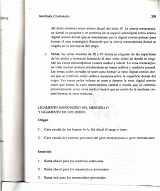 1
Aru¡rovrfeCovpen¡on ?s9
del dedo continúa como arteria abaxil del dedo IV. La arteria metacarpia-
na dorsal es pequeña y se continúa en el espacio interdigital como arteria
digital común dorsal que se anastomosa con la digital común palmar para
formar el arco interdigital. Recuerdeque la arteria metacarpianadorsal se
origina en la red dorsal del carpo.
c. Venas,las venasabaxilesde III y IV dedosse originan de las superficies
de los dedos y terminán formando el arco volar distal de donde se origi-
nan las venas metacarpianasvolares medial y lateral. La vena metacarpia-
na volar medial termina dividiéndose en venas cefálicay mediana craneal.
Las venas axiles dorsalesse unen para formar la vena digital común dor-
sal que se continúa como cefálica accesoriasobre la superficie dorsal del
carpo. Las venas axiles volares se unen y forman la vena digital común
volar que forma la vena metacarpiana central o media que se continúa
proximalmente como vena medial caudal que en unión de la mediana cra-
neal forman la vena mediana.
LIGAMENTO SUSPENSORIODEL MENUDILLO
Y LIGAMENTO DE LOS DEDOS
Origen
1. Cara caudalde los huesosde la fila distalel carpoo tarso.
2. Cara caudal del extremo proximal del gran metacarpianoo gran metatarsiano.
Inserción
1. Rama abaxil para los tendonesextensores
2. Rama abaxil para los sesamoideosproximales
Ramaaxil para los sesamoideosproximales3.
 