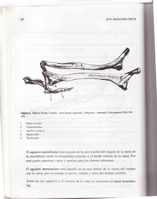 28 ]osÉAle¡eNDRoOnrÍz
Figure 4. HuesosHiodes Cabalto. Vistalateral izquierda Dibujaron' Arn¡ando Chincangana'Fabio Rin'
cón.
1. Estilo hioides
2. Ceratohioides
3. Aptlfisis lingtral
4. Basihioides
5. Trrohioides
El agujero mandibular estásituado en la car¿rmedial del ángulo de Ia rama de
la mandíbula, entre la extremidad articular y el borde ventral de la rama. Pof
este punto penetran vasos y nervios para los dientes inferiores.
El aguiero mentoniano está situado en la cara lateral de la unión del cuerpo
con la rama, por el emerge el nervio, arteria v vena del mismo nombre.
Entre los dos agujerosy el irrterior de la rama se encuentra el canal mandibu-
lar.
 