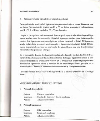 ANerovÍe CoupaRRon 261
5. Ramaenvolventepara el flexordigital superficial.
Para cada dedo funcional el ligamentosuspensorioda cinco ramas.Recuerdeque
los dedosfuncionalesdel bovino son III y IV, los dedosaccesorioso rudimentarios
son II y V. II y'IIl son mediales,IV y V son laterales.
Limpie la cara palmar del tendón del flexor digital superficial e identifique el liga-
mento anular volar del menudillo, Distal al ligamento anular volar deb menudillo
existen dos ligamentos anulares digitales volares proximal y distal. El ligamento
anular volar distal se entrecruza formando el ligamento interdigital distal. El hga-
mento interdigital proximal t's unatbanda dc teiido fibroso qu(r une la extremidad
proximal de las primeras falanges.
En el menudillo diseque krs ligamentos colateraleslateral y medial. En los dedos ¿'¡
partir de la articulación de la cuartilla debemos distinguir ligamentos axiles y aba-
xiles de la respectivaarticulación v dedo. En la articulacitin interfalán¡;icaproximal
diseque los ligamentos axiles y abaxiles.En la interfalángica distal proceda en -la
misma forma. Observe el ligamento intcrses.rmoideov ialangosesamoideo.
l,a banda elásticadorsal va de la ialangemcrlia a la apofisisextensorade la falan¡¡e
distal.
MÚSCULOSMIEMBROTORÁCIC<-I(BOVINO)
1. Pectoral descendente
Origen:
Insercitin:
Acción:
2. Pectoral transverso
Origen:
Inserción:
Acción:
Primcra esterncbr¿r
Cresta del húmero y f.rscia;rntebrazo
Aduccitin miembro.
II-IV esternebra
Fasciadel antebrazo
Aducción miembro.
 