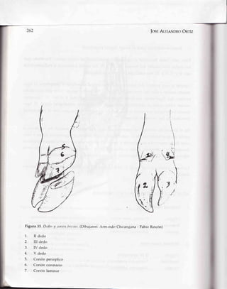 |osÉAlr:rnNDRoOnriz
Figura 55.Dt:dosy coritirrl,o¡'inLt.(Dibtrjaron:Arnr¡rndoChrcangana- Fabio Rincón)
1. II dedo
2. III dedo
3. IV dedo
4. V dedcr
5. Corión perioplico
6. Corión coronario
7. Corión laminar
 