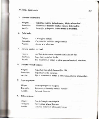 ArunrouinCoupnRnna
3. Pectoral ascendente
263
,, Origen:
Inserción:
Acción:
4. Subclavio
Origen:
Inserción:
Acción:
Superficis ventral deJ
Tuberosidadlateraly
Aducción y.desplaza
esternóny trfunicaabdominal
mgdialhúmero(tubérculos)
cranealmenteel miembro.
CartílagoI costilla
Caramedial músculobraquicefálico
Avuda a la aducción.
5. Serratoventral cen ical
Origcn:
lnsercirin:
Acción:
6. Serratoventral torácico
f)rigen:
lnserción:
Acción:
7. Supraespinoso
Oligen:
lnserciíln:
Acción:
8. Infraespinoso
Origen:
Inserciirn:
Acción:
Apófisis transversasvértebrascen,icalesIV-VilI
Superficiecostalescápula
Fija miembro al tronco y retraecranealmenteel miembro.
Superficielateralde lasgostillasI-lX
Supc.rficiecostalescápula
Fiia el miembro al tronco y retraecaudarmenteel rniembro.
Fosasuprespinos.resctipula
'fuberosirlatl
iateralv medial húmero
Exticndehombro.
Fosainfraespinosaescápula
Tuberosidadalteral húmero
f:xtiendehombrov abducciónbiazo.
 