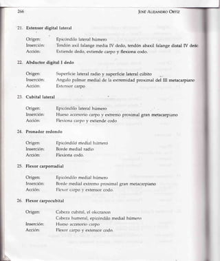 Extensor digital lateral
Origen: Epicóndilo lateral húmero
Inserción: Tendón axil falange media IV dedo, tendón abaxil
Acción: Extiende dedo, extiende carpo y flexiona codo.
Abductor digital I dedo
Origen: Superficie lateral radio y superficie lateral cúbito
Inserción: Angulo palmar medial de la extremidad proximal
Acción: Extensor carpo
Cubital lateral
Origen: Epicóndilo lateral húmero
JosÉAr-slnNDRoOnriz
falangedistal IV deor
del III metacarpiano
Huesoaccesoriocarpov extremoproximalgran metacarpiano
Flexionacarpoy extiendecodo
Epicóndilclmedialhúrrtero
Borderrredialrádio
Flexionacodo,
Epicóndilomedialhúmero
Bordc.medialextremoproximalgran metacarpiano
Flexorcarpoy extensorcodo.
Cabezacubital, el olecra¡ron
Cabeza humeral, epicóndilo medial húmero
Hueso accesoriocarpo
Flexor carpo v extensor codo.
Inserción:
Acción:
Pronador redondo
Origen:
Inserción:
Acción:
Flexorcarporradial
Origen:
Inserción:
Acción:
Flexor carpocubital
Origen:
Inserción:
Acción:
 