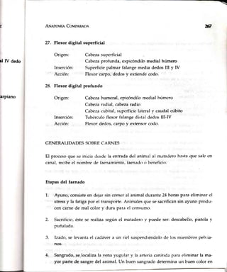 _
ANnrouin CoupeR¡on
27. Flexor digital superficial
Origen:
Inserción:
Acción:
28. Flexordigital profundo
Origen:
Inserción:
Acción:
Cabezasuperficial
Cabeza profunda, expicóndilo medial húmero
Superficie palmar falange media dedos III y tV
Flexor carpo, dedos y extiende codo.
xfrf
¡l IV dedo
arPlano Cabezahumeral, epicóndilo medial húmero
Cabeza radial, cabezaradio
Cabezacubital, superficie lateral y caudal cúbito
Tübérculo flexor falange distal dedos III-N
Flexor dedos, carpo y extensor codo.
GENERALIDADES SOBRECARNES
El proceso que se inicia desde la entrada del animal al m¿tadenr hasta que sale en
canal, recibeel nombre de faenamiento,faenado o lrenefici<'r.
Etapas del faenado
1. Ayuno, consisteen dejar sin comer al animal durantc 24 horas para eliminar el
stressy la fatiga por el transporte.Animales que se sacrificansin ayuno produ-
cen carne de mal color y dura para el consumo.
Sacrificio, éste se realiza según el matadero v ptrede ser:
puñalada.
lzado, se levanta el cadáver a un riel suspendiéndolo de
nos.
descabello,pistola v
los miembros pelvia-
4- Sangrado,se.localizaIa vena yugular v la arteriacarótida para eliminar la ma-
yor parte de sangre del animal. Un buen sangrado determina un buen color en
2.
3.
 