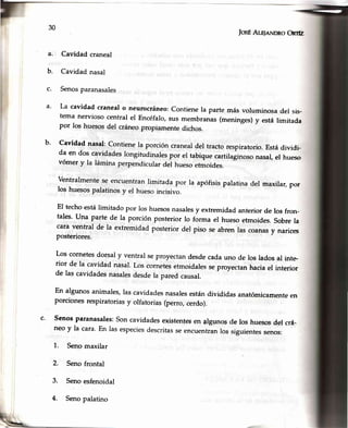 IosÉAr,plnNDRoOrrfz
a. Cavidad craneal
b. Cavidad nasal
c. Senosparanasales
a' La cavidad cranealo neurocráneo:Contienela parte más voluminosadel sis-
tema nervioso central el Encéfalo,sus membranas(meninges)y está limitada
por los huesosdel cráneopropiamentedichos.
b' Cavidad nasal:Contienela porción cranealdel tracto respiratorio.Estádividi-
da en dos cavidadeslongitudinalespor el tabiquecartilaginosonasal,el hueso
vómer y la lámina perpendicularclelhuesoetmoides.
Ventralmentese encuentranlimitada por la apófisispalatinadel maxilar,por
los huesospalatinosy el huesoincisivo.
El techoestálimitado por los huesosnasalesy extremidadanteriorde los fron-
tales' Una parte de la porción posterior lo forma el huesoetmoides.Sobrela
cara ventral de la extremidad posterior del piso se abren las coanasy narices
posteriores.
Los cornetesdorsal y ventral seproyectandesdecadauno de los ladosal inte-
rior de la cavidad nasal.Los cornetesetmoidalesseproyectanhaciael interior
de las cavidadesnasalesdesdela paredcausal.
En algunosanimales,Iascavidadesnasalesestándivididasanatómicamenteen
porcionesrespiratoriasy olfatorias(perro,cerdo).
Senosparanasales:Soncavidadesexistenteeen algunosde los huesosdel crá-
neo y la cara'En lasespeciesdescritasseencuentranlos siguientessenos:
1. Senomaxilar
2. Senofrontal
3. Senoesfenoidal
4. Senopalatino
c.
 