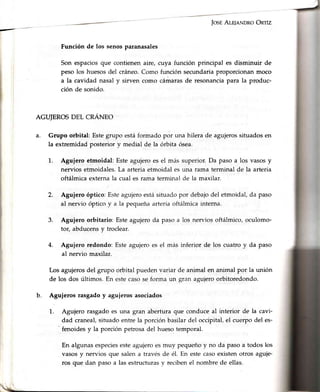 JoseAleleNDRoOnrÍz
Función de los senosparanasales
Son espaciosque contienenaire, cuya función principal es disminuir de
peso los huesosdel cráneo.Como función secundariaproporcionanmoco
a la cavidad nasaly sirven como cámarasde resonanciapara la produc-
ción de sonido.
AGLTIEROSDEL CRANEO
Grupo orbital: Estegrupo estáformado por una hilera de agujerossituadosen
la extremidad posteriory medial de la órbita ósea.
1. Agujero etmoidal:Esteagujeroes el más superior.Da pasoa los vasosy
nerviosetmoidales.La arteriaetmoidalesuna rama terminalde la arteria
oftálmicaexternala cual esrama terminalde la maxilar.
2. Aguiero óptico:Esteagujeroestásituadopor debajodel etmoidal,da paso
al nervio ópticoy a Ia pequeñaarteriaoftálmicainterna.
Agujero orbitario: Esteagujeroda pasoa los nerviosoftálmico,oculomo-
tor, abducensy troclear.
Aguiero redondo:Esteagujeroesel más inferior de los cuatroy da paso
al nervio maxilar.
Los agujerosdel grupo orbital pueden variar de animal en animal por la unión
de los dos últimos. En estecaso se forrna un gran agujero orbitoredondo.
b. Agujeros rasgado y aguieros asociados
1. Aguiero rasgado es una gran abertura que conduce al interior de la cavi-
dad craneal,situado entre la porción basilar del occipital, el cuerpo del es-
'
fenoides y la porción petrosa del hueso temporal.
En algunas especiesesteagujero es muy pequeño y no da paso a todos los
vasos y nervios que salen a través de é1.En este caso existen otros aguje-
ros que dan paso a las estructurasv reciben el nombre de ellas.
a.
3.
4.
 