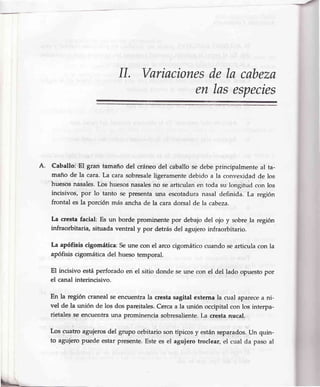 A.
IL VariacionesdeIa cabeza
enlasespecies
Caballoj'El gran tamaño del cráneodel caballose debeprincipalmenteal ta-
maño de la cara.La cara sobresaleligeramente'debidoa la convexidadde los
'huesos naialbs.Los huesosnasalesno searticulanen toda su'longitud con los
incisivos, por 1o tanto se presentauna escotaduranasal definida. La región
frontal es la porción más anchade la caradorsal de Ia cabeza.
La cresta facial: Es un borde prominente por debajo del ojo y sobre la región
infraorbitaria, situada ventral y por detrásdel agujeroinfraorbitario.
La apófisis cigomática:Seune con el arcocigomáticocuandosearticula con la
apófisis cigomática del hueso temporal.
El incisivo estáperforado en el sitio donde se une con el del lado opuesto por
el canal interincisivo.
En la región cranealseencuentrala crestasagital externala cual aparecea ni-
vel de la unión de los dos pareitales.Cercaa la unión occipitalcon los interpa-
rietales.seencuentrauna prominenciasobresaliente.La crestanr,rcal,,
Los cuatro agujerosdel grupo orbitario son típicos y estánsgparados.Un quin-
to agujeropuede estarpresente.Estees el aguiero troclear,el cual da paso al
 