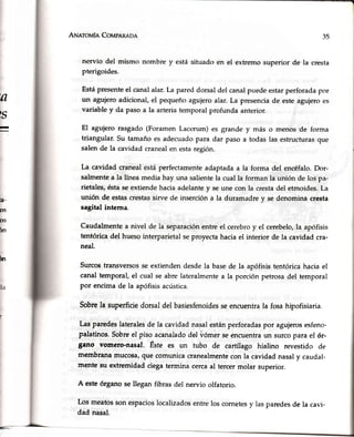 ---
An¡eroufnCoupnneoe
nervio del rnismo nombre y está situado en el extremo superior de la cresta
pterigoides.
Estápresenteel canalalar.La pareddorsaldel canalpuedeestarperforadapor
un agujeroadicional,el pequeñoagujeroalar.La presenciade esteagujeroes
variabley da pasoa la arteriatemporalprofundaanterior.
El agujero rasgado (ForamenLacerum) es grande y más o menos.de forma
triangular.Su tamañoes adecuadopara dar pasoa todaslas estructurasque
salende la cavidad cranealen estaregión.
La cavidad cranealestáperfectamenteadaptadaa la forma del encéfalo.Dor-
salmentea la líneamedia hay una salientela cual la forman la unión de los pa-
rietales,éstaseextiendehaciaadelantey se une con la crestadel etmoides.La
unión de estascrestassirve de insercióna la duramadrev se denomina cresta
sagital interna.
Caudalmentea nivel de la separaciónentre el cerebroy el cerebelo,la apófisis
tentóricadel huesointerparietalseproyectahaciael interior de la cavidad cra-
neal.
Surcostransversosse extiendendesdela basede la apófisistentórica haciael
canal'temporal,el cual se abrelateralmentea la porciónpetrosadel temporal
por encimade la apófisisacústica.
SobreIa superficiedorsaldel basiesfenoidesseencuentrala fosahipofisiaria.
Lasparedeslateralesde la cavidad nasalestánperforadaspor agujerosesfeno-
palatinos.Sobreel piso acanaladodel üómer seencuentraun surcopara el ór-
Sano vomero-nasal. Este es un tubo de cartílago hialino revestido de
membranamucosa,que comunicacranealmentecon la cavidadnasaly caudal-
mente su extremidad ciegatermina cercaal tercermolar superior.
A esteórgano se llegan fibras del nervio olfatorio.
Los meatosson espacioslocalizadosentrelos cornetesy las paredesde la car-i-
dad nasal.
35
'll
?s
I
h-
OS
OS
in
)n
la
 