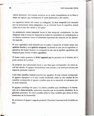 -r-
38 JosÉAu¡nNDRo Onrfz
véolos dentarios. Los huesos incisivos no se unen cranealmente en la línea y
dejan un espacio que corresponde al canal interincisivo del caballo.
La superficie lateral del cráneo es triangular. La fosa temporal está limitada
por la prominentelínea temporaly no se extiendehastala superficiedorsal
como en el casodel caballoy del perro.
La prominentecrestatemporal limita la fosa temporalcaudalmente.La fosa
temporal alojael músculo temporalen todos los mamíferosen consideracióny
su relativaextensiónindicael desarrollofuncionaldel músculoen las diferen-
tes especies.
El arco cigomáticoestáformado por el malar y temporal;el malar emite una
apófisis frontal y una apófisis temporal. La frontal se une con la superficieci-
gomáticadel huesofrontal y la temporal se une con la apófisiscigomáticadel
temporalpara formar el arcocigomático.
EI huesomalar presentala Bulla lagrimal que seproyectaen el interior de la
parte centralde la órbita.
Sepresentauna tuberosidadfacialy una líneaque correspondea la crestafa-
cial del caballo.El agujeroinfraorbitarioestásituadoa un nivel por encimadel
segundopremolar superior.
Cada fosa condíleaventral presentados agujeros.El máscranealcorresponde
al agujerohipoglosoy el más caudal localizadosobrela cara medial de los
cóndilos correspondeal agujerocondíleoque en su recorridosecomunicacon
el canaltemporal.
El agujerocondílegoda paso a la arteria condíleaque contribuye a la formá-
ción de Ia Rete-mirabile,estructuravascularque seencuentraalrededorde la
glándula pituitaria. El canalcondíleoaloja la vena condíleaque drena el seno
transversode la duramadre.
En el bovino el agujerorasgadoposterior(ForamenLacerum)estádividido en
dos:
--tr-
 
