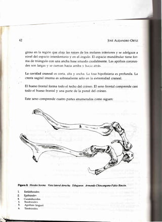 JosÉAleyaNDRoOnriz
grosa en la región que arlojalas raícesde los molares inferiores y se adelgaza a
nivel del espaciointerdent¿rrioy en el iingr-rlo.El espaciomandibular tiene for-
ma de triángulo con una ancha basesitu¿ldacaudalmente.Las apófisis coronoi-
des son larg.'rsy se curvan hacia arrilra v h.rci¡ atrás.
La cavidad craneales corta, alta y ancha.L¿riosa hipofisiariaes profunda. La
crestasagital interna es sobresalientesólo en la extremidad craneal.
El huesofrontalforma todo el techodel cráneo.El senofrontalcomprendecasi
todo el huesofrontal y una partede la pareddel cráneo.
Estesenocomprendecuatropartesenumeradascomosiguen:
Figure t. Hioidesbovino. Wstalateral derecha.Dibujarcn: ArmandoChincangana-FabioRincón.
1. Estilohioides
'2. Epihioides
3. Ceratohioides
4. Basihioides
5. Apófisis lingual
6. Tirohioides
42
I
 