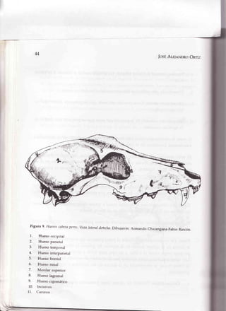 M
L,,,,,,
Figura 9. Huesoscabezaperro
1. Hueso occipitar
2. Hueso parietal
3. Hueso temporal
4. Hueso interparietal
5. Hueso frontal
6. Hueso nasal
7. Maxilar superior
8. Hueso lagrimal
9. Hueso cigomático
10. Incisivos
11. Caninos
Vista lateral dclecha Dibuiaron
JosÉAr-r-leNDRoOmz
?"l,t,x,4!ill,r,,' .
A rma¡rdo Chicangana-Fabio Rincón.

[
,rrrffi
 