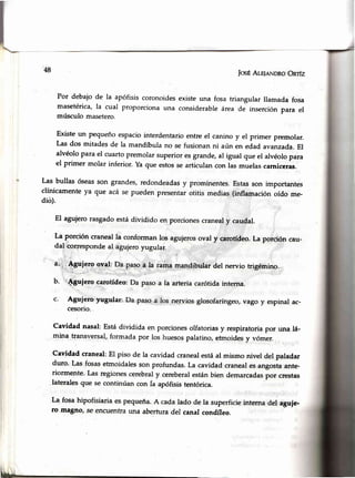 48
IosÉAlnlerunnoOnrfz
Por debajode la apófisiscoronoidesexisteuna fosa triangular llamada fosa
masetérica,la cual proporcionauna considerableárea de inserciónpara el
músculo masetero.
Existet¡n Pequeñoespaciointerdentarioentre el canino y el primer premolar.
Las dos mitadesde la mandíbula no se fusjonanni aún en edad avanzada.El
alvéolopara el cuartopremolarsuperioresgrande,al igual que el alvéolopara
el primer molar inferior. Ya que estosse articulancon las muelascarniceras.
Las bullas óseasson grandes,redondeadasy prominentes.Estasson importantes
clínicamenteya que acá se pueden presentarotitis medias (inflamaciónoído me-
dié).
El agujerorasgadoestádividido en porcionescranealy caudal.
La-porción cranealla conforman los agujerosoval y-carotídeo.La porción cau-
dal,correspondeal agujeroyugular.
a,',,:Aguiero o"11,Da paso á Ia rama mandibular'del nervio trigémino.
b. 'd€riero carotídeo:Da pasoa la arteriacarótidainterna.
c' Agujero:yugular: Da paso ailos nervios glosofaríngeo,vago y espinal ac-
cesorio.
Cavidad nasal: Estádividida en porcionesolfatoriasy respiratoriapor una lá-
mina transversal,formada por los huesospalatino,etmoidesy vómer.
Cavidad craneal:El piso de la cavidad cranealestáal mismo nivel del paladar
duro. Las fosasetmoidalesson profundas.La cavidad craneales angostaante-
riormente. Las regionescerebraly cereberalestánbien demarcadaspor crestas
lateralesque se continúan con fa apófisis tentórica.
La fosahipofisiaria espequeña.A cadalado de la superficieinterna del,aguie-
ro magno, se encuentrauna aberfuradel canal condíleo.
|,. .'
 