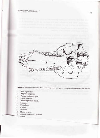--T
AN,cróvÍeCovpenqoR
Flgun 13. Huesoscabezacerdo. wstaven*ar izquierda. Dibujarcn;
L Arco cigomático
2. Ampolla timpánica
3. Porciónbasilaroccipital
4. Hueso palatino
5, Apófisis palatinamaxila¡
6. Molares
7. Premolares
8. Canino
9. Incisivos
10. Hueso incisivo
11. Apófisis piramidal - palatrna
Armando Chincangana-Fabio Rincón.
51
f¡ana
 