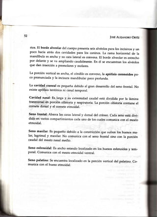 52
JosÉAr-r¡eNDRoOnfz
rios' El borde alveolar del cuerpopresentaseisalvéolospara los incisivosy un
Poco hacia atrás dos cavidadespara los caninos.La rama horizontal de la
mandíbula es anchay su caralateral esconvexa.El borde alveolaresestrecho
por delantey se va ampliando caudalmente.En él se encuentranlos alvéolos
que dan insercióna premolaresy molares.
La porción vertical es ancha,el cóndilo es convexo,la apófisis coronoidespo-
co pronunciaday la incisura mandibular poco profunda.
La cavidad craneales pequeñadebido al gran desarrollodel senofrontal. No
existeapófisistentóricani canaltemporal.
Cavidad nasal:Es larga y su extremidadcaudalestádividida por la lámina
transversalen porción olfatoria y respiratoria.La porción olfatoria contieneel
cornetedorsal y el corneteetmoidal.
Seno frontal: Abarcalas caraslateraly dorsal del cráneo.Cadasenoestádivi-
dido en varios compartimientoscaclauno de los cualescomunicacon el meato
etmoidal.
seno maxilar: Es pequeñodebido a la constricciónque sufren
lar, lagrimal y maxilar. No comunica con el seno frontal sino
caudal del meatonasalmedio.
los huesosma-
con la porción
Senoesfenoidal:Es anchoestandolocalizadoen
poral. Comunicacon el meatoetmoidal ventral.
los huesosesfenoidesv tem-
Seno palatino: Seencuentralocalizadoen la porción vertical del palatino. Co-
munica con el huesoetmoidal.
 