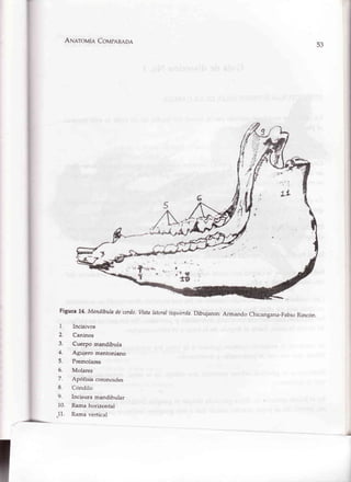 ANerovÍe CoupaR¡oa
Figura 14' Mandíbuladecerdo'Vistalateralizqtierda.Dibujaron:Armando Chicangana-FabioRincón.
53
I
2.
3,
4.
5.
6.
7.
8.
9.
10.
11.
Incisivos
Caninos
Cuerpo mandíbula
Agujero mentoniano
Prernolares
Molares
Apófisis coronoides
Cóndilo
Incisuramandibular
Ramahorizontal
Ramavertical
 