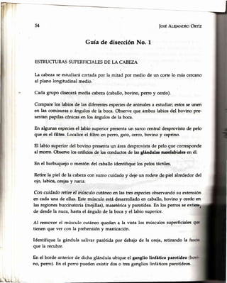 il IosÉALelnNDRoOnrfz
Guía de disecciónNo.
ESTRUCTURASSUPERFICIALESDE LA CABEZA
La cabezaseestudiarácortadapor la mitad por medio de un corte lo más cercano
al plano longitudinal medio.
Cada grupo disecarámedia cabeza(caballo,bovino, perro y cerdo).
Compare los labios de las diferentesespeciesde animalesa estudiar; estosseunen
en las comisuraso ángulosde la boca.Obsene que amboslabiosdel bovino pre-
sentanpapilas cónicasen los ángulos de la boca.
En algunas especiesel labio superior presentaun surco central desprovisto de pelo
que es el filtro. Localiceel filtro en perro, gato,cerco,bovino y caprino.
El labio superior del bovino presentaun áreadesprovistade pelo que corresponde
al mor¡o. Obsen¡elos orificios de los conductosde lasglándulas nasolabialesen é1.
En el barbuqueioo mentón del caballoidentifique.lospelos táctiies.
Retire la piel de la cabezacon sumo cuidado y deje un rodete de piel alrededor del
ojo, labios, orejasy nariz.
Con cuidado reüreel múscula cutáneoen las tresespeciesobservandósu extensión
en cada una de ellas.Esternúsculoestádesarrolladoen caballo,bovino y cerdoen
las regionesbuccinatoria(mejillas),masetéricay parotídea.En los perrosseextiee,
de desdela nuca, hastael ángulo de la bocay el labio superior.
Al remover el músculo cutáneoquedan a la vista los músculossuperficiales
tienen que ver con la prehensióny masticación.
Identifique la gándula salivar parótida por debajode la oreja,retirando la
que la recubre.
En el borde anterior de dicha glándula ubique el ganglio linfático parotídeo
kL,{tJ.L
no, perro). En el perro pueden existir dos o tresganglioslinfáticosparotídeos-
 