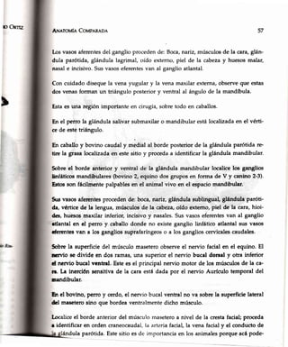 D ORTÍZ
ANnrorvtf¡rCoupeneon
[¡s vasosaferentesdel ganglio procedende: Boca,nariz,músculosde la cara,glán-
dula parótida, glándula lagrimal, oído externo,piel de la cabezay huesosmalar,
nasale incisivo.Susvasoseferentesvan al ganglio atlantal.
Con cuidado disequela vena yugular y la vena maxilar externa,observeque estas
dosvenasforman un triángulo posteriory ventral al ángulo de la mandíbula.
Estaes una región importante en cirugía,sobretodo en caballos.
En el perro la gliándulasalivar submaxilaro maridibular estálocalizadaen el vérti-
ce de estetriángulo.
En caballoy bovino caudaly *"at* al borde posteriorde la glándula parótida re-
tire la grasalocalizadaen estesitio y procedaa identificar la glándula mandibular.
Sobreel borde anterior y ventral de la glándula mandibular localice los ganglios
linfáticos mandibulares (bovino 2, equino dos grupos en forma de V y canino 2-3).
Estosson fácilmente palpablesen el animal vivo en el espaciomandibular.
$rs vasosafe¡entesproceden de: boca, nariz, glándula sublingual, glándula paróti-
da, vértice de la lengua, músculos de la cabeza,oído externo, piel de la cara, hioi-
des,huesosmaxilar inferior, incisivo y nasales.Susvasoseferentesvan al ganglio
tlantal en el perro y caballo donde no existeganglio linfático atlantal sus vasos
cferenteevan a los gangliossuprafaríngeoso a los ganglioscervicalescaudales.
Sobrela superficie del músculo maseteroobserveel nervio facial en el equino. El
sr¡io se divide en dos ramas,una superior el nervio bucal doroal y otra inférior
d nervio bucal ventral. Esteesel principal nen¡io motor de los músculosde la ca-
n. La inerrión sensitivade la cara estádada por el nervio Aurfculo temporal del
ur¡ndibular.
En el bovino, perro y cerdo, el nervio bucal ventral no va sobrela superficie lateral
del maseterosino que bordeaventralmentedicho músculo.
I-ocaliceel borde anterior del músculo maseteroa nivel de la crestafacial;proceda
r identificar en orden craneocaudal,la arteriafacial,la vena facialy el conductode
ula parótida. Estesitio esde importanciaen los animalesporque acápode-
57
 