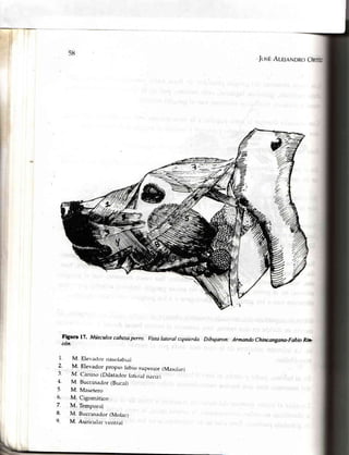 5fi
JosÉAle¡aNDRo
Figura 17' Músculos cabezapeno. Vista lateral izquierda Dibujaron: Armando Chincangana-Fabio Rip
cón.
1. M. Elevatlor nasol¡rbial
2 M. Elevador proplo labio superror (Maxtl¿rr)
3. M. C¿urilro(Dilatat{or lirteral nar¡z)
4. M. Buccinaclor(Bucal)
5 M. Masete¡c-r
6. M. Cigomático
7. M. Temporal
L M. Buccrnador(Molar)
9. M. Auricul¿rr ventral
 