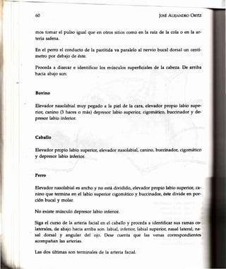 60 |osÉAlr¡eNDRoOnrfz
mos tomar el pulso igual que en otros sitios como en la raiz de la cola o en la ar-
teria safena.
En el perro el conducto de la parótida va paralelo al nervio bucal dorsal un centí-
metro por debajo de éste.
Procedaa disecare identificar los músculossuperficialesde la cabeza.De arriba
hacia abajoson:
Bovino
Elevador nasolabialmuy pegado a la piel de la cara,elevadorpropio labio supe-
rior, canino (3 haceso más) depresorlabio superior,cigomático,buccinadory de'
presor labio inferior.
Caballo
Elevador propio labio superior,elevadornasolabial,canino,buccinador,cigomático
y depresor labio inferior.
Pero
Elevadornasolabialesanchoy no estádividido, elevadorpropio labio superior,ca-
nino que termina en el labio superior cigomático y buccinador,éstedivide en por-
ción bucal y molar.
No existe músculo depresor labio inferior.
Sigael curso de la arteria facialen el caballoy procedaa identificar sus ramasc(>
laterales,de abajohaciaarriba son:labial,inferior,labial superior,nasallateral,na-
sal dorsal y angular del ojo. Dese cuenta que las venas correspondientes
acompañanlas arterias.
Las dos últimas son terminalesde la arteria facial.
iT
t,
il
il
 