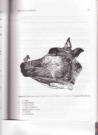 61
I,I1{ COMPARADA
7?+--.,--,)
Visltt lLttcr¡lI:,ltttt'rld I)itrtrl'rltrrr: ,rtll¡lrtltr (-l.ricangana-Fabio Rincon'
Figura 19. Ncn'ioscarnuoclttto
: N. Facial
: N, Bucal Dorsal
: N. Bucal ventral
1 N. Auriculopalpebral
i Segundo nervio cer'"'ical
: N. Cornual
- N. Infraorbitario
 