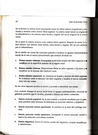 li
JosÉAle¡eNDRo
En el bovino la arteriafacial únicamenteemite las labial inferior (superficialy
funda) y termina como arteria labial superior.La arterianasallateral seorigina
la infraorbitaria y las arteriasnasaldorsaly angular del ojo seoriginal de la a
malar.
En el Perro la arteria termina como arteria labial superior, después de emitir la
bial inferior. Las arteriasnasal lateral,nasaldorsal y angular del ojo son emiü
por la infraorbitaria.
En el caballosin cortar los músculosprocedaa localizarel agujeroinfraorbitarior
través de él saleel nervio infraorbitario ciuetermina dividido en:
a. Ramasnasalesexternas:Acompañanel elevadorpropio del labio superiory c
' ram.{ficanen la superficie anterior de la región nasal.
b. Ramas'naealesinternas: Proporcionanfibras al labio superior,a la nariz y c
ramifican en la mucosadel vestíbulonasal,
c. Ramas labiales superiores: Seramifican en la piel y mucosadel labio superic.
En el bovino retire el elevador del labio superior y localiceel nervio infraortÉ
tario con sus ramas.
En las otras especieslocaliceel nervio y procedaa identificar susrarnas:
Con cuidado disequeel nervio facial hastael agujeroestilomastoideoretirando l¡
glándula parótida que lo recubre,procedaa disecarsusramascolaterales:
a. Nentio aurículo papebral:Es la m¿iscranealy ascienderecubiertopor la gl¿árr
dula parótida para terminar dividiéndoseen auricular anterior y palpebral.
b. Nen¡io auricular interno (profundo): Seramifica en Ia basedel cartílagocon-
chal.
inerva los músculos auriculares caudales.
d. Nen¡io digástrico: Inerva el vientre caudal
y estilohioideo.
la arteria auricular caudal ec. Nervio auricular caudal (posterior):Acompaña
del digástrico,occipito mandibular
 