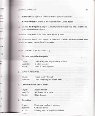t-",.',:o'fÍA CovpaReoe
Rama cen¡ical: Ayuda a formar el nervio cutáneo del cuello.
el músculo estapedio (no se diseca).ervio estapedio: Inerva
Cuerdadel tímpano:Salepor la fisurapetrotimpánicay se une a la rama lin-
:'-raldel nervio mandibular.
rama cervical del facial en el bovino y perro.
::ima del nervio facial proceda a identificar la arteria facial transversa,vena
::ansversay nervio facial transverso.
DEL CARA (CABALLO)
E.evadorpropio labio superior
63
i.:'
.¡-^L,rc¡ >
r.-ft
:<
Origen:
lnserción:
Acción:
Elevadornasolabial
Crigen:
-r.serción:
Origen:
Inserción:
Acción:
Cigomático
Origen:
Inserción:
Acción:
Huesoslagrimal,crgomáticoy maxilar.
El labiosuperior
Elevael labiosuperior.
Huesonasaly frontal
Labiosuperiory ala lateralnariz
Caninos(Dilator lateral nariz)
Huesomaxilar
Ala lateralde la nariz
Dilata la nariz
Fasciaque recubre el masetero
Comisura labial
Retrae y eleva el ángulo de la boca
 