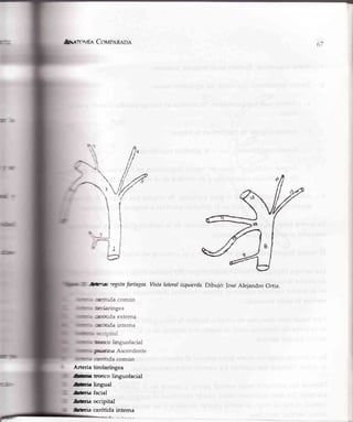 dNo,H,,cTC,r{ÍACovpnn coe
,fit'rus reEónfaríngea.vista lateralizquierda.Dibujó: |osé Alejandro ortiz.
,aceüda común
tucJ.arÍngea
¡añüda extema
dmda intema
Gspital
ffio hnguofacial
Ftüra Ascendente
anritrda común
A¡teria tirolaríngea
lb trorico linguofacial
¡hoir lingual
nr-¡" facial
ürnrü occipital
67
G+

:
ffiia carótida intema
 