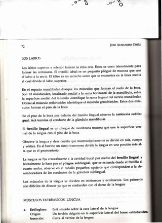$
o_o/-o' b
72 IosEAml¡NDRoOnfz
LOS LABIOS
Los labios superior e inferior forman la rima oris. Estosse unen lateralmentepara
formar las comisuras.El frenillo labial es un pequeñopliegue de mucosaque une
el labio a la encía.El filtro es un estrechosurcoque seencuentraen la línea media
el cual divide el labio suPerior.
En el espaciomandibular diseque los músculos que forman el suelo de la boca'
son: El milohioideo, localizadomedial a la rama horizontal de la mandíbula' sobre
la superficiemedial del músculoidentifique la rama lingual del nervio mandibular'
Dorsal al músculomilohioideo identifiqueel músculogeniohioideo'Estosdos mús-
culosformanel Pisode la boca.
En el piso de la bocapor delantedel frenillo lingual observela carúnculasublin'
gual. Acá termina el conductode la glándula mandibular.
El frenilto lingual es un pliegue de mernbrana'mucosaque une la superficieven-
tral de la lengua con el piso de la boca'
Observela lengua y desecuentaque macroscópicamentese divide en raiz, cuerPo
y vértice.En el bovino un surcotransversodivide la lenguaen una porción más al-
ta que es el piomontorio.
La lengua se fija cranealmentea la cavidad bucal Por medio del frenillo lingual y
lateralmentelo hacepor el pliegue sublingual, que seextiendedesdeel frenillo al
cuarto molar, observeen el caballopec¡ueñosaguierosque correspondena la de'
sembocadurade los conductosde la glándula sublingual.
Los músculos de la lengua se dividen en intrínsecosy extrínsecos'Los primeros
son dificiles de disecarya que se confundencon el dorso de la lengua'
MÚSCULOSEXTRÍNSPCOS.LENGUA
a. Estilogloso:
Origen:
Inserción:
Estásituado sobrela caralateral de la lengua'
un tendón delgado en la superficie lateral del hueso esülohioido
Cerca al vértice de la lengua
 