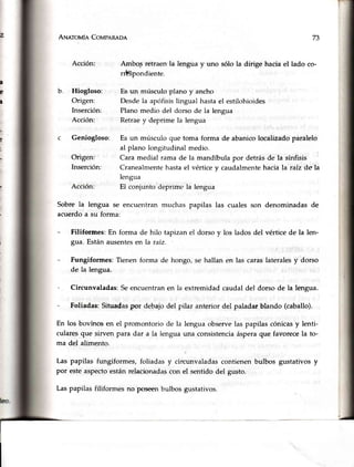 Arueroula Coupenape
Hiogloso:
Origen:
lnserción:
Acción:
Geniogloso:
Origen:
Inserción:
Sobre la lengua se
acuerdoa su forma:
73
a
e
a
Ambo,sretraenla lenguay uno sólo la dirige haciael lado co-
riEspondiente.
Es un músculo plano y ancho
Desde la apófisis lingual hasta el estilohioides
Plano medio del dorso de la lengua
Retrae y deprime la lengua
Es un músculo que toma forma de abanico localizado paralelo
al plano longitudinal medio.
Cara medial rama de la mandíbula por detrás de la sínfisis
Cranealmente hasta el vértice y caudalmente hacia la raíz de la
lengua
El conjunto deprime la lengua
encuentran muchas papilas las cuales son denominadas de
Filiformes: En forma de hilo tapizanel dorso y los ladosdel vértice de la len-
gua. Estánausentesen la raí2.
Fungiformes: Tienen forma de hongo, se hallan en las caras laterales y dorso
de la lengua.
Circunvaladas:Seencuentranen la extremidadcaudaldel dorsode la lengua.
Situadaspor debajodel pilar anteriordel paladarblando (caballo).
En los bovinosen el promontoriode la lenguaobservelas papilascónicasy lenti-
cularesque sirven para dar a la lengua una consistenciaásperaque favorecela to-
ma del alimento.
Las papilas fungiformes,foliadasy circunvaladascontienenbulbos gustativosy
por esteaspectoestánrelacionadascon el sentidodel gusto.
Laspapilasfiliformesno poseenbulbosgustativos.
 