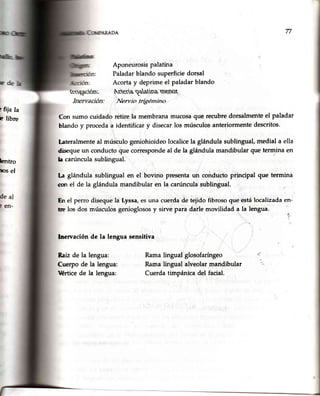 n
: fija la
E libre
hntro
nosel
Raízde la lengua:
Cuerpode la lengua:
Érticede la lengua:
Aponeurosispalatina
Paladarblando superficiedorsal
Acorta y deprime el paladarblando
tqrlo. plrrettets
JVervio
Con sumo cuidado retire la membranamucosaque recubredorsalmenteel paladar
blando y procedaa identificar y disecarlos músculosanteriormentedescritos.
lateralmenteal músculogeniohioideolocalicela glándula sublingual,medial a ella
distque un conductoque correspondeal de la glándula mandibular que termina en
la carúnculasubl.ingual.
La glándula sublingual en el bovino presentaun coñductoprincipal que termina
csr el de la glándula mandibular en la carúnculasublingual.
En el perro disequela Lyssa,esuna cuerdade tejido fibrosoque estálocalizadaen-
tre los dos músculosgenioglososy sirve para darle movilidad a la lengua.
fu
Inervación de la lengua sensitiva
Ramalingualglosofaríngeo
Ramalingualalveolarmandibular
Cuerdatimpánicadel facial.
 