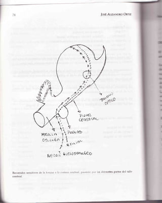 JosEAwaNDRo Onriz
?ri
CEA
it3
ñu
Recorridos sensitrvosr1el¿rlt:rrgtr¿.rl¡ cortr'z-¡ccrebral, ¡r,rsrrnrloftor las t-liierrentesPartes del tallo
cerebral.
Ar¿
f=3nh
'Fn.
r
u6eo0?prt^
N.f
GIC
f/
rs

wt
.ñ
j6R
)

1ütu
ME-o,
0B,L
ñr
 