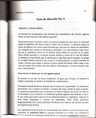 nCovpaReoR
Guíade disecciónNo. 4
DIENTESY SENOSÓSEOS
EI esmalte de revestimientoestá formado por ameloblastosdel esmalteorgánico
antesde que la porción del dienteerupcione.
Estructuralmenteel esmalteconstade prismashexagonaleslos cualesseextienden
desde la superficie del diente hasta la unión con la dentina. La dentina consta de
tubos de dentina, los cualesestán formados por una serie de células de odontoblas-
tos rodeados por sustancia intercelular calcificada. Los odontoblastos están situa-
dos en la superficie central de la dentina. Estos limitan la cavidad de la pulpa.
Estas células persisten y continúan forman dentina a través de la vida del diente.
La dentinaes másblanda que el esmahepero másdura que el cemento.La pulpa
esun tejidoblandoconectivoque ocupala cavidadpulparia.La pulpa contienelos
vasosy nervios que irrigan e inervan la parte céntraldel diente.Estosvasosy ner-
vios son ramasde la arteriaalveolarinl'erior,infraorbitariay nerviosalveolarinfe-
rior e infraorbitario.
Estosentranal dientepor vía del aguieroapical.
El cementoes un tipo de huesomodificado.Al igual que el hueso,el cementoes
celulary presentaun sistemadetánaiículosanastomótrcos.
El cementopuede formarsedespuésque el diente ha erupcionado.La membrana
periodontalune el dienteal alvéoloo cavidaddel huesodonde se alojael diente.
la membrana periodontal estácompuestapor fibras colágenaslas cualesse insertan
en el alvéolo y en el cemento. [.a membrana permite algunos movimientos al dien-
te, los cualesprevienenrupturas en los esfuerzosbruscosy repentinos.Algunas fi-
bras están dispuestas a manera de cabestrillos. Estas fibras previenen
desplazamientosde la parteprofunda del dienteen el interior del alvéolodurante
las masticacionesfuertes.
Las superficies de los dientes son dent>minadasde acuerdo con las estructuras que
contactan: La superficie labial aquella adyacenteCS a los labios. los calificativos
rficie masticatoriatambién sea"-l eofl lrfi li te'.f,a su
 
