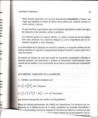 nLz
br-
Ela
)na
tos
nes
ln-
ArueroulaCo¡,¿peneon
Estos dientes presentanuna
capasque presentael tintero
malte centraly dentina.
8l
cavidad denominada infundíbulo o tintero. [-as
de dentro hacia afuera son: cemento central, es-
Ées
ión
che
de
los
in-
nas
stí-
ho.
Lo que nos lleva a generalizarque en los dienteshipsodontosexistendos tipos
de cementosy dos esmaltes:centraly periférico.
Los distintos gradosde desgastedebido a la relativa durezade los tres teiidos
dan como resultadouna superficiedesigual,la cual se importantepara la tri-
turaciónde granosy otrosalimentos.
La profundidad de los plieguesde cementoy esmaltey la erupcióncontinua de los
dientesmantienela superficieirregularmentedesigualdurantela mayorpartede la
vida del animal.
El número de dientesde cadatipo puedeser expresadosimplementeutilizado la
fórmula dentaria. Los premolaresy molares se denominan colectivamentecomo
t3-.3t3 )24-remporal
t3-.+ t? = M3)= 4o-42Permanente
dientes de las mejillas y son enumerados en secuenciacomenzando por el premolar
uno.
LOSDIENTES:VARIACIÓN EN LAS ESPECIES
A. Caballo,susfórmulasdentariasson:
2(
2(
¡y
úte
[.osincisivos temporalesdel caballoson braquidontos.
TMos los dientes permanentesdel caballoson hipsodontos.Los incisivos son im-
prcrtantesen Ia determinaciónde la edad y presentanun marcadoinfundíbulo o
qltul"
lormal
de desgastede los incisivosinferiorescomienzaal año
o tintero )¡a no está presente. Las co-
los
 