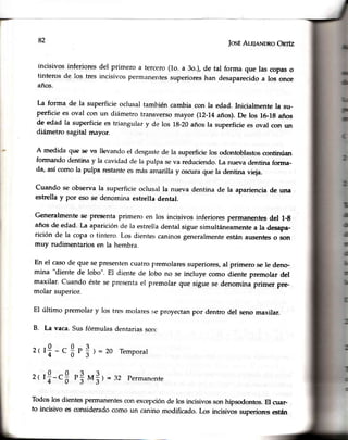 t--
JosÉAr-sleNDRoOnrfz
incisivos inferiores del primero a tercero(1o. a 3o.),de tal forma que las copaso
tinteros de los tres incisivospermanentessuperioreshan desaparecidoa los once
años.
La forma de la superficieoclusaltambiéncambiacon la edad. Inicialmentela su-
perficie es oval con un diámetro transversomayor (1,2-74años).De los 16-1gaños
de edad la superficiees triangular y de los 18-20añosla superficiees oval con un
diámetro sagital nuyor.
A medida que s€va llevandoel desgastede la superficielos odontoblastoscontinúan
formando dentinay la cavidadde la pulpa seva reduciendo.La nueva dentinaforma-
da, asícomola pulpa restantt'esmásanrarillay oscuraquela dentinavreja.
Cuando se observala superficieoclusalla nueva dentina de la aparienciade una
estrellay por esose denominaestrella dental.
Generalmentese presentaprimero en los incisivos inferiorespermanentesdel 1-g
añosde edad' La apariciónde la estrelladentalsiguesimultáneamentea la desapa-
rición de la coPao tintero. Los dientescaninosgeneralmenteestánausenteso son
muy rudimentariosen la hembra.
En el casode que sepresentencuatropremolaressuperiores,al primero sele deno.
mina "diente de lobo". El diente de lobo no se incluye como diente premolar del
maxilar. Cuando éstese presentael premolar que sigue se denomina primer pre-
molar superior.
El último premolar y los tresmolaress,eproyectanpor dentro del senomaxilar.
B. La vaca.Susfórmulasdentariasson:
20 Temporal
= 32 Permanente
Todoslos dientesPernanentescon,excepciónde los incisivossonhipsodontos.El ctrar-
to incisivo es consideradocomo un caninomodificado.Los incisivossuperioresestán
82
rl -. 3u$I=
rl-.3 n$rra$I
2(
2(
 