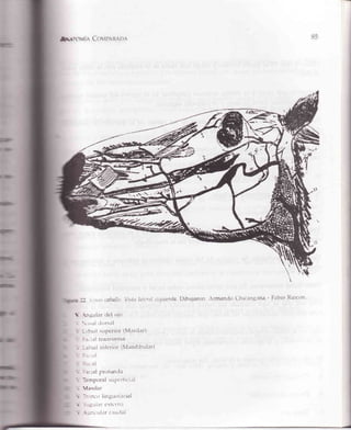 ü¡¡rovÍe CovtPRltao¡
ll .,'r¡irscaballoVisttt lttlcrtl tzquiutla.Dibujarrrn:¡rmandtt Chicangani¡- Fabio Rrnctin
!r ..gular ciel tljo
- '* -.ti riors.rl
i l.t,ral strperior(Maxilar)
r :.i-i.rl transv('rsa
L - ¡:r.rl lnfe'rior(Mandibtrlar)
¡ :,r
- -¡l
* i-:-al
1¿ ral proiuncla
I'r Tenporal supc'r'fici,ll
'¡ larilar
"c -i :rvr)lingutrlaciaL
U" : --i'-ri.trcrtt't'lllr
iú L::tcr-rl¡rc¿rutlal
 