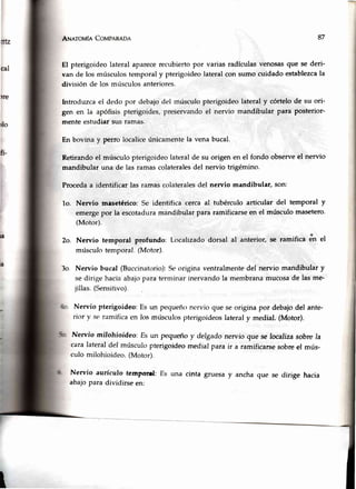ANATovfe CovpnRnoa
El pterigoideo lateral aparecerecubiertopor varias radículasvenosasque se deri-
van de los músculostemporal y pterigoideolateralcon sumo cuidado establezcala
división de los músculosanteriores.
lntroduzcael dedo por debajodel rnúsculopterigoideolateraly córtelode su ori-
gen en la apófisispterigoides,preservandoel nervio mandibular para posterior-
menteestudiar sus ramas.
En bovina y Perrolocaliceúnicamentela venabucal.
Retirandoel músculo pterigoideolateral de su origen en el fondo observeel nervio
mandibular una de las ramascolateralesdel nervio trigémino.
Procedaa identificarlas ramascolateralesdel nervio mandibular, son:
lo. Nervio masetérico: Se identifica cerca al tubérculo articular del temporal y
emergepor la escotaduramandibular para ramificarseen el músculo masetero.
(Motor).
2o. Nervio temporal profundo: Localizadodorsal al anterior,se ramifica én el
músculotemporal.(Motor).
7o. Nervio bucal (Buccinatorio):Seorigina ventralmentedel nervio mandibulary
se dirige haciaabajt-rpara terminarinervandola membranamucosade las me-
jillas.(Sensitivo).
Nervio pterigoideo:Es un pequeñonervio que seoriginapor debajodel ante-
rior y se ramificaen los músculospterigoideoslateraly medial.(Motor).
Ne¡vio milohioideo: Es un pequeñoy delgadonervio que se localizasobre la
caralateral del músculo pterigoideomedial parair a ramificarsesobreel mús-
culo milohioideo.(Motor).
Nervio aurículo ternporufl:Es una cinta gruesa y ancha que se dirige hacia
abajopara dividirse en:
87
{o-
t
 