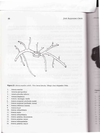 88 JosÉArapNDRo OnrÍz
Figura 23.Arteria maxilarcaballo VistqlaterqlderechaDibujó;JoséAlejandro Ortiz.
1. Arteriamaxilar
2. Arteriaspterigoideas
3. Arteria alveolarinferior
4. Arteria timpánica
5. Arteria meníngeamedia
6. Artería temporal profunda caudal
7. Arteria temporal profunda craneal
8. Arteriaoftálmicaexterna
9. Arteriabucal
10. Arteria infraorbitaria
I 1. Arteria malar
12. Arteria infraorbitaria
13. Arteria palatinadescendente
14. Arteria palatinamenor
15. Arteria esfenopalatina
16. Arteria palatinamayor
 