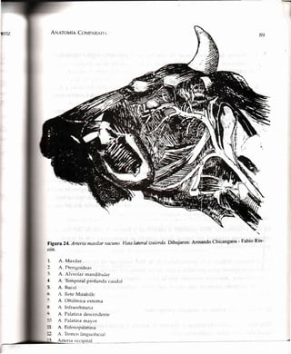 RTIZ Arunro¡r¿ÍaCollpnnn n.i
Figura 24.Arteria
cón.
maxilarvacuno.Vistalateral izuierda.Dibujaron:ArmandoChicangana- euU¡on)n-
1.
:
{
)-
:
A. Maxilar
A. Pterigoide.rs
A. Alveolar mandibular
A. Temporal profunda catrdal
A. Bucal
A Rete Mirabille
A. Oftálmica extema
A. Infraorbitaria
A. Palatina descendente
A. Palatinamavor
A. Esfenopalatina
A. Tronco linguofacial
4
í1
n:
Arteria occipital
 