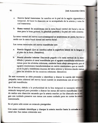 90 fosÉAr"qnNDRoOnflz
a. Nervio facial transverso: Se ramifica en la piel de la región cigomática y
temporal. Al hacer la disecciónse ve acompañadode la arteria y vena fa-
cial transversa.
b- Rama ventral: Se anastomosacon la rama bucal ventral del facial y da ra-
mas Para la bosa gutural, la glándula parótida y la piel del oído externo.
I-a rama ventral del nervio auriculotemporal se anastomosaen perro, bovino y
cerdo con la rama bucal dorsal del nen¡io facial.
Las ramas terminales del nervio mandibular son:
Nervio lingual: Que se ramifica sobre la superficie lateral de la lengua y
el piso de la boca. (Sensitivo).
Nen¡io alveolar inferior: Desciendepegado a la rama vertical de la man-
dfbula y penetra al canal mandibular por el aguiero mandibular emitiendo
ramas para los alvéolos inferiores,conhnúa hacia abajo emergiendo por el
agujero mentoniano transformándoseen nervio mentoniano que se ramifi-
ca en Ia piel y membrana mucosadel labio inferior y termina dando ramas
para los alvéolosde los incisivosinferiores.(Sensitivo).
En estemomentose debe.procedera identificary disecarla cuerdadel
pequetlarama colateraldel nervio facialcuandoseanastomosacon el
gual del mandibular.
En el bovino, debido a la profundidad de la fosa temporal es necesario
músculotemporalpara procedera disecarlasramasdel nervio mandibular.
do realiceestadisecciónrecuerdeque la arteriamaxilarya fue disecadaen
gen con buidado preservesus ramascon sumo cuidado para no cortar la
mencionada.
En el perro sólo existeun músculopterigoideo.
Con sumo cuidado identifiquey disequela arteriamaxilar hastala entrade
canalalar.Susramascolateralesson:
a.
b.
 