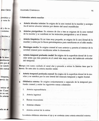 ÜDROORTÍZ
iomáticay
y vena fa-
al y da ra-
r externo.
¡ bovino y
t lengua y
le la man-
emitiendo
ndo por el
se ramifi-
rdo ramas
tímpano
prvio lin-
retirar d
lar.Cuan-
en su ori-
la arteri¡
ANerouf¿ CotrrpeRapn
Colateralesarteria maxilar
Arteria alveolar inferior: Seorigina de la caraventral de la maxilar y acompa-
ña el nervio alveolarinferior por denho del canalmandibular.
Arterias pterigoideas: En número de dos o tres se originan de la cara ventral
de la maxilar y se ramifican en los músculospterigoideosy en el tensor.
Arteria timpánica: Es un vasomuy pequeño,seorigina de la caradorsal de la
maxilar y entra por la fisura petrotimpánicapara ramificarseen el oído medio.
Meningea media: Seorigina cranealal vasoanterior y penetraal interior de la
cavidad cranealpara ramificarsesobrela duramadre.
Arteria temporal profunda caudal:Seorigina de la superficiedorsal de la ma-
xilar antesque éstapenetraen el canalalar muy carcadel tubérculo articular
del temporal.
Rompacon sumo cuidado el canalalar y procedaa retirar la lámina óseaque lo
forma. En este sitio la arteria maxilar emite:
f Arteria temporal profunda craneal: Se origina de la superficie dorsal de la ma-
xilar y se ramifica por la cara lateral del músculo temporal y región frontal.
t- Oftálmica externa: Se origina conjuntamenteo separadade la temporal pro-
funda cranealy emite las siguientesramascolaterales:
1. Arteria supraorbitaria
2. Arteria lagrimal
3. Ramasmusculares
4. Arterias ciliares
5. Arteria central de la retina
9l
a.
b.
d.
rda en d
La arteria oftálmica atraviesa el ojo y se continúa como arteria etmoidal extema.
 