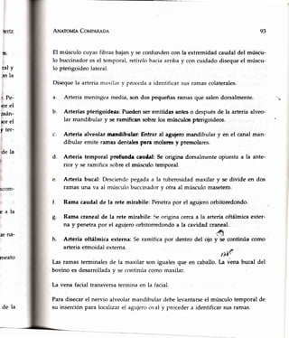 An¡erouh CorttpRReoe
El músculo cuyasfibras bajany seconfundencon la extremidadcaudal del múscu-
lo buccinadoresel temporal,retírelohaciaarribay con cuidadodisequeel múscu-
lo pterigoideolateral.
Diseque la arteria maxilar y proceda a identificar sus ramas colaterales.
a. Arteria meníngea media, son dos pequeñas ramas que salen dorsalmente.
b. Arterias pterigoideas: Puden ser emitidas ante$ o después de la arteria alveo-
lar mandibular y se famifitan sobre los músculoepterigoideos.
Arteria alveolar m¡ndibul¡r: Entrar al aguieromandibular y en el canalman-
dibular emite ramas dentalespara molares y premolares.
d. Arteria temporal proftrnda c¡ffi4al:Se origina dorsalmenteop'uestaa la ante-
rior y se ramifica sobreel mús€ulotém'poral.
Arteria bucal: Desciendepegadaa la tuberosidadmaxilar y se divide en dos
ramasuna va al músculobuccinadory otra al músculomasetero.
f.
arteria etmoidal externa.
93
:s.
caly
¡n la
r. Pe-
nr el
osán-
¡or el
y ter-
eala
¡e na-
meato
la
Ramacaudalde la rete mirabile: Penetrapor el agujeroorbitoredondo.
Rama cranealde la rete mirabile: Seoriginacercaa la arteriaoftálmicaexter-
na y penetrapor el agujeroorbitorredondoa la cavidad craneal.
,4
Arteria ofkílmica externa:Se ramifica por dentro del ojo yrse continúa como
8.
h.
ti¿'f,
Las ramasterminalesde la maxilar son igualesque en cabállo.[a vena bucal del
bovino es desarrolladav secontinúacomo maxilar.
La vena facial transversatermina en la facial.
Paradisecarel nervio alveolarmandibulardebelevantarseel músculotemporalde
su inserciónpara localizarel agujeroo','aly procedera identificarsusramas.de la
 