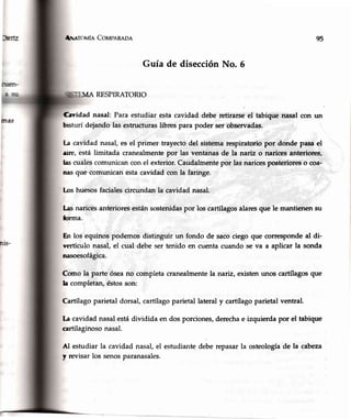ñu,¡¡rouln Covl'nRnne
Guía de disecciónNo. 6
lvlA RESPIRATORIO
Crvidad nasal: Para estudiar esta cavidad debe retirarseel tabique nasal con un
bisturí dejando las estructuras libres para poder ser observadas.
la cavidad nasal,es el primer trayectodel sistemarespiratoriopor donde pasa el
rire, está limitada cranealmentepor las ventanas de la nariz o narices anteriores,
lascualescomunican con el exterior.Caudalmentepor las naricesposterioreso coa-
nasque comunican estacavidad con la faringe.
los huesosfacialescircundan la cavidad nasal.
Lasnaricesanterioresestánsostenidaspor los cartílagosalaresque le mantienen su
brma.
En los equinos podemos distinguir un fondo de sacociego que correspondeal di-
vertículo nasal,el cual debe ser tenido en cuentacuando se va a aplicar la sonda
nasoesofágica.
Como la parte óseano completa cranealmentela natiz, existen unos cartílagosque
la completan,éstosson:
Cartílagoparietal dorsal, cartílagoparietal lateraly cartílagoparietal ventral.
la cavidad nasalestádividida en dos porciones,derechae izquierda por el tabique
cartilaginosonasal.
Al estudiar la cavidad nasal,el estudiantedebe repasarla osteologíade la cabeza
y revisar los senosparanasales.
95
 