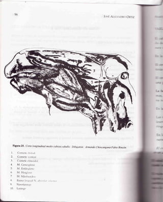 96
[osÉAlet.rDRoOnrÍz
Figura 25' Corte longitudinal medio cabezacaballo Dibujaron' Armando chincangana-Fabio Rincón.
1. Crtllrctetlors.rl
2. Cclmete veutral
3 Crtrnete ctmoid.rl
4. M. Geniogloso
5. M. Estilogloso
6 M Hioglosr.r
7 M. Milohioiclt'o
8 R¿rtn.r.linllLr¿lN ¿lr col,u iirlt,nor
9. Nastlfar.rngt'
10. Laringc
 