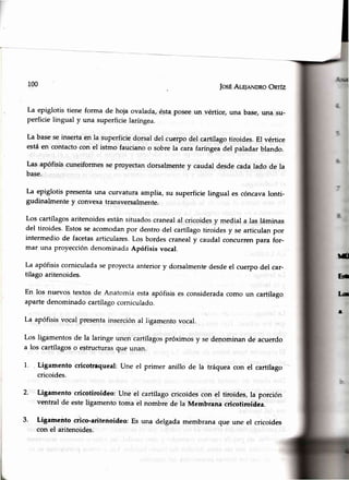 100 JosEAr,u¡nNDRoOnrlz
La epiglotis tiene forma de hoja ovalacla,éstaposeeun vértice, una base,una su-
perficie lingual y una superficielaríngea.
La baseseinsertaen la superficiedorsal del cuerpodel cartílagotiroides.El vértjce
estáen contactocon el istmo faucianoo sobrela carafaríngeadel paladar blando.
Las apófisiscuneiformesse proyectandorsalmentey caudal desdecada lado de la
base.
La epiglotis presentauna curvatura amplia, su superficielingual es cóncavalonti-
gudinalmente y convexatransversalme¡rte.
Los cartílagosaritenoidesestánsituadol;cranealal cricoidesy mediala las láminas
del tiroides'Estosseacomodanpor dentrodel cartílagotiroidesy se articulanpor
intermedio de facetasarticulares.Los bordescranealy caudal concurrenpara for-
mar una proyeccióndenominadaApófisis vocal.
La apófisiscorniculadaseproyectaanteriory dbrsalmentedesdeel cuerpodel car-
tílago aritenoides.
En los nuevos textosde Anatomíaestaapófisises consideradacomo un cartílago
apartedenominadocartílagocorniculado.
La apófisisvocalpresentainserciónal ligamentovocal.
Los ligamentosde la laringeunen cartílagospróximosy se de¡ominan de acuerdo
a los cartílagoso estructurasque utlan.
1' . Ligamento cricotrequeal:Une el primer anillo de la tráqueacon el cartílago
cricoides.
2. Ligamento cricotiroideo: Une el cartílagocricoidescon el tiroides, la porción
ventral de esteligamento toma el nombre de la Membrana cricotiroiilea.
3. Ligamento crico-aritenoideo:Es una delgada membranaque une el cricoides
con el aritenoides.
TJ
EN
t"a
a
 