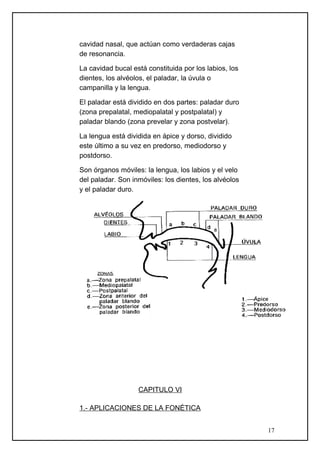 cavidad nasal, que actúan como verdaderas cajas
de resonancia.
La cavidad bucal está constituida por los labios, los
dientes, los alvéolos, el paladar, la úvula o
campanilla y la lengua.
El paladar está dividido en dos partes: paladar duro
(zona prepalatal, mediopalatal y postpalatal) y
paladar blando (zona prevelar y zona postvelar).
La lengua está dividida en ápice y dorso, dividido
este último a su vez en predorso, mediodorso y
postdorso.
Son órganos móviles: la lengua, los labios y el velo
del paladar. Son inmóviles: los dientes, los alvéolos
y el paladar duro.
CAPITULO VI
1.- APLICACIONES DE LA FONÉTICA
17
 