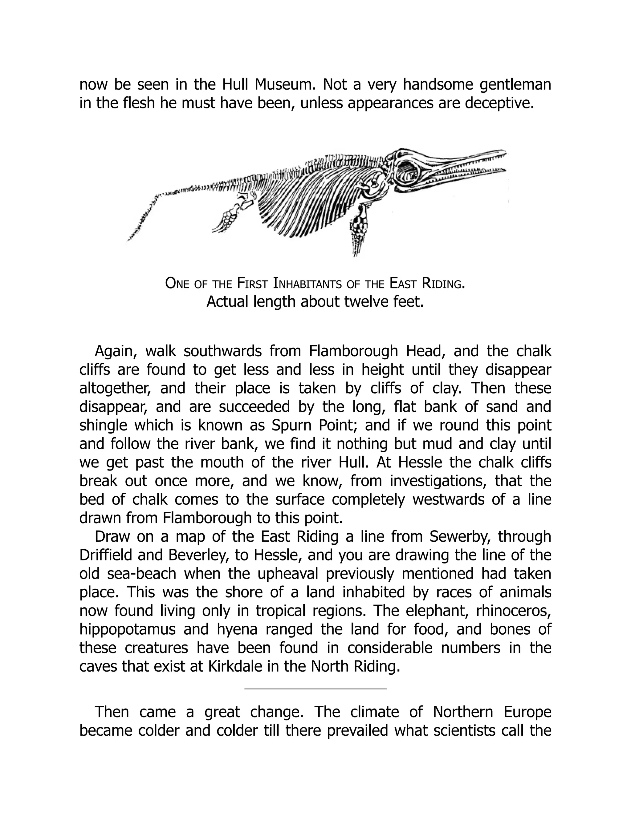 now be seen in the Hull Museum. Not a very handsome gentleman
in the flesh he must have been, unless appearances are deceptive.
One of the First Inhabitants of the East Riding.
Actual length about twelve feet.
Again, walk southwards from Flamborough Head, and the chalk
cliffs are found to get less and less in height until they disappear
altogether, and their place is taken by cliffs of clay. Then these
disappear, and are succeeded by the long, flat bank of sand and
shingle which is known as Spurn Point; and if we round this point
and follow the river bank, we find it nothing but mud and clay until
we get past the mouth of the river Hull. At Hessle the chalk cliffs
break out once more, and we know, from investigations, that the
bed of chalk comes to the surface completely westwards of a line
drawn from Flamborough to this point.
Draw on a map of the East Riding a line from Sewerby, through
Driffield and Beverley, to Hessle, and you are drawing the line of the
old sea-beach when the upheaval previously mentioned had taken
place. This was the shore of a land inhabited by races of animals
now found living only in tropical regions. The elephant, rhinoceros,
hippopotamus and hyena ranged the land for food, and bones of
these creatures have been found in considerable numbers in the
caves that exist at Kirkdale in the North Riding.
Then came a great change. The climate of Northern Europe
became colder and colder till there prevailed what scientists call the
 