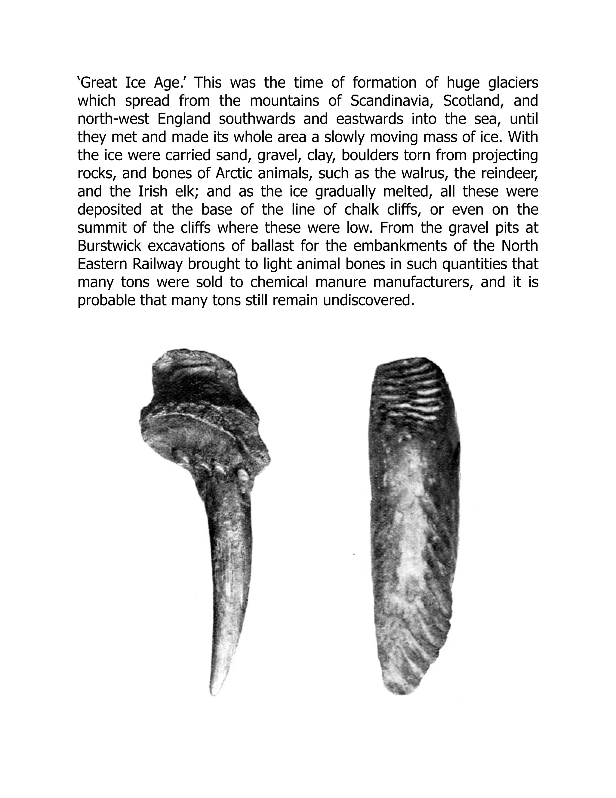 ‘Great Ice Age.’ This was the time of formation of huge glaciers
which spread from the mountains of Scandinavia, Scotland, and
north-west England southwards and eastwards into the sea, until
they met and made its whole area a slowly moving mass of ice. With
the ice were carried sand, gravel, clay, boulders torn from projecting
rocks, and bones of Arctic animals, such as the walrus, the reindeer,
and the Irish elk; and as the ice gradually melted, all these were
deposited at the base of the line of chalk cliffs, or even on the
summit of the cliffs where these were low. From the gravel pits at
Burstwick excavations of ballast for the embankments of the North
Eastern Railway brought to light animal bones in such quantities that
many tons were sold to chemical manure manufacturers, and it is
probable that many tons still remain undiscovered.
 