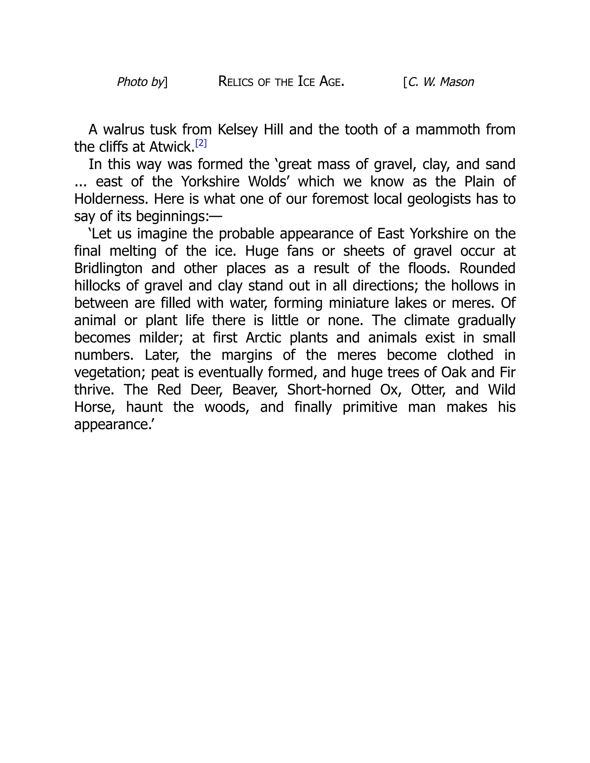 Photo by] Relics of the Ice Age. [C. W. Mason
A walrus tusk from Kelsey Hill and the tooth of a mammoth from
the cliffs at Atwick.[2]
In this way was formed the ‘great mass of gravel, clay, and sand
... east of the Yorkshire Wolds’ which we know as the Plain of
Holderness. Here is what one of our foremost local geologists has to
say of its beginnings:—
‘Let us imagine the probable appearance of East Yorkshire on the
final melting of the ice. Huge fans or sheets of gravel occur at
Bridlington and other places as a result of the floods. Rounded
hillocks of gravel and clay stand out in all directions; the hollows in
between are filled with water, forming miniature lakes or meres. Of
animal or plant life there is little or none. The climate gradually
becomes milder; at first Arctic plants and animals exist in small
numbers. Later, the margins of the meres become clothed in
vegetation; peat is eventually formed, and huge trees of Oak and Fir
thrive. The Red Deer, Beaver, Short-horned Ox, Otter, and Wild
Horse, haunt the woods, and finally primitive man makes his
appearance.’
 