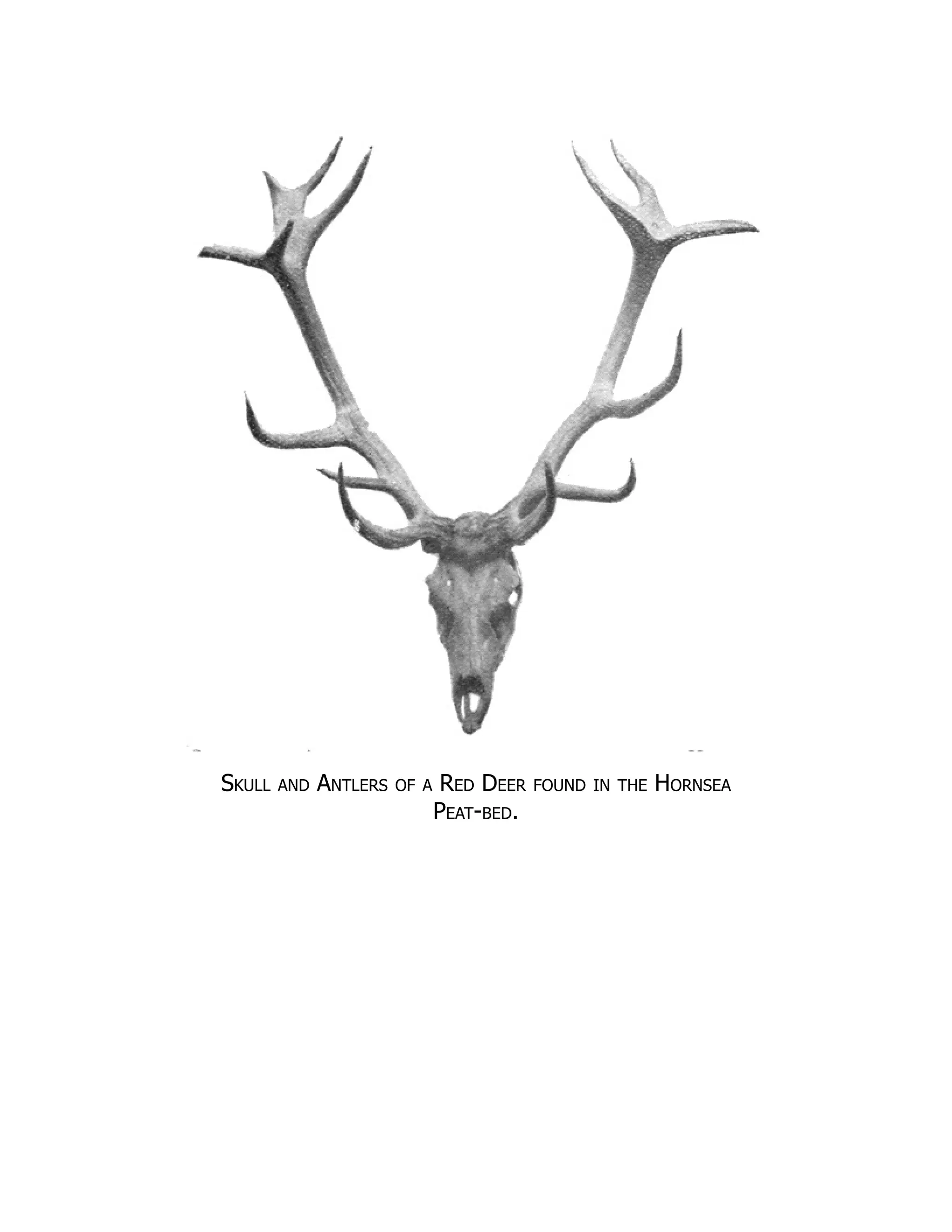 Skull and Antlers of a Red Deer found in the Hornsea
Peat-bed.
 