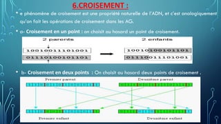 6.CROISEMENT :
• e phénomène de croisement est une propriété naturelle de l’ADN, et c’est analogiquement
qu’on fait les opérations de croisement dans les AG.
• a- Croisement en un point : on choisit au hasard un point de croisement.
• b- Croisement en deux points : On choisit au hasard deux points de croisement .
 